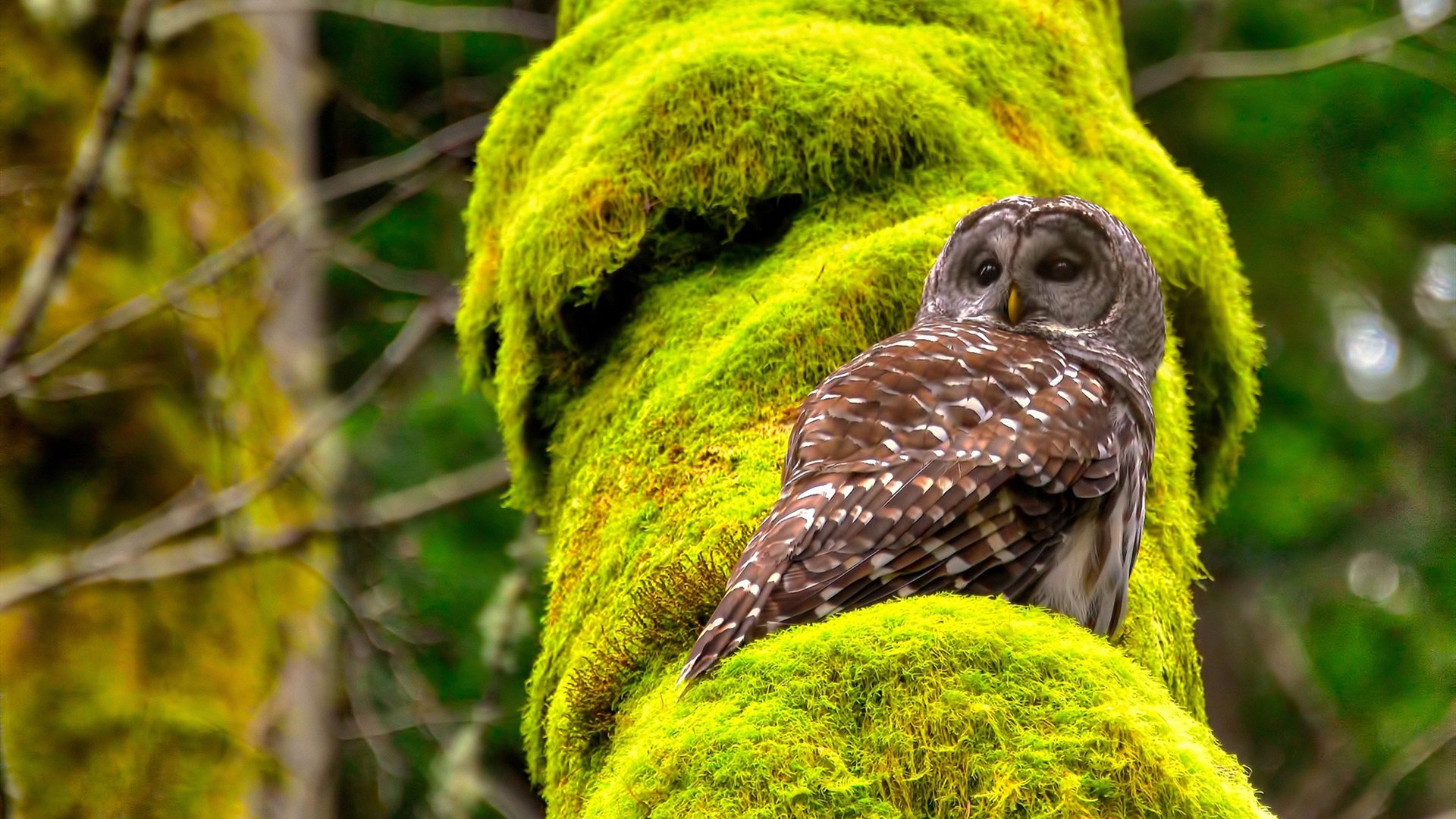 争夺欧战席位：积分榜上的激烈角逐，最新欧战席位分配规则